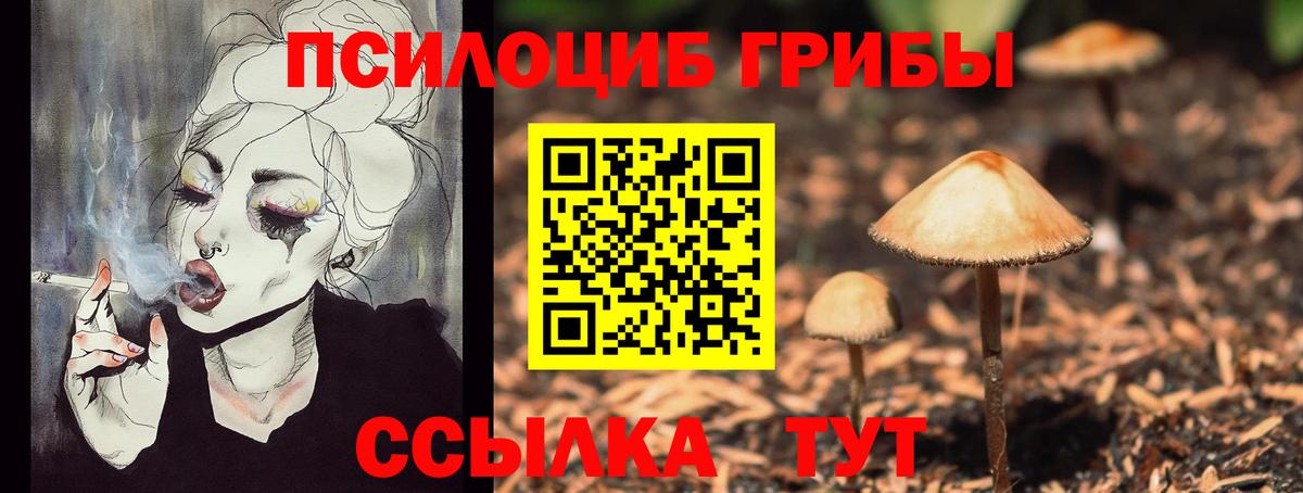 Галлюциногенные грибы Psilocybe  Казань  хочу   Псилоцибиновые грибы Psilocybe 